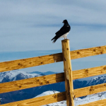 pájaro en la nieve