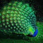 relatos cortos inspirados en un pavo real