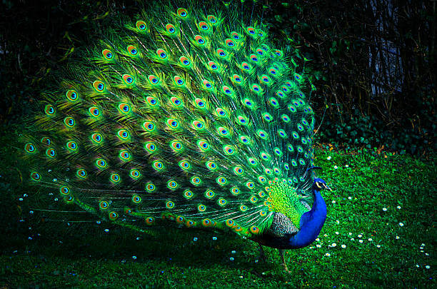 relatos cortos inspirados en un pavo real